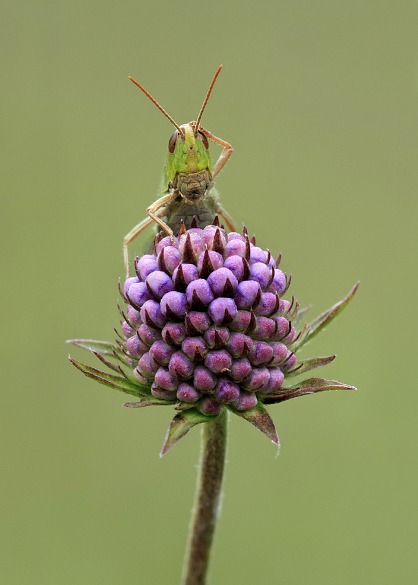 Lesser Marsh Grasshopper 7